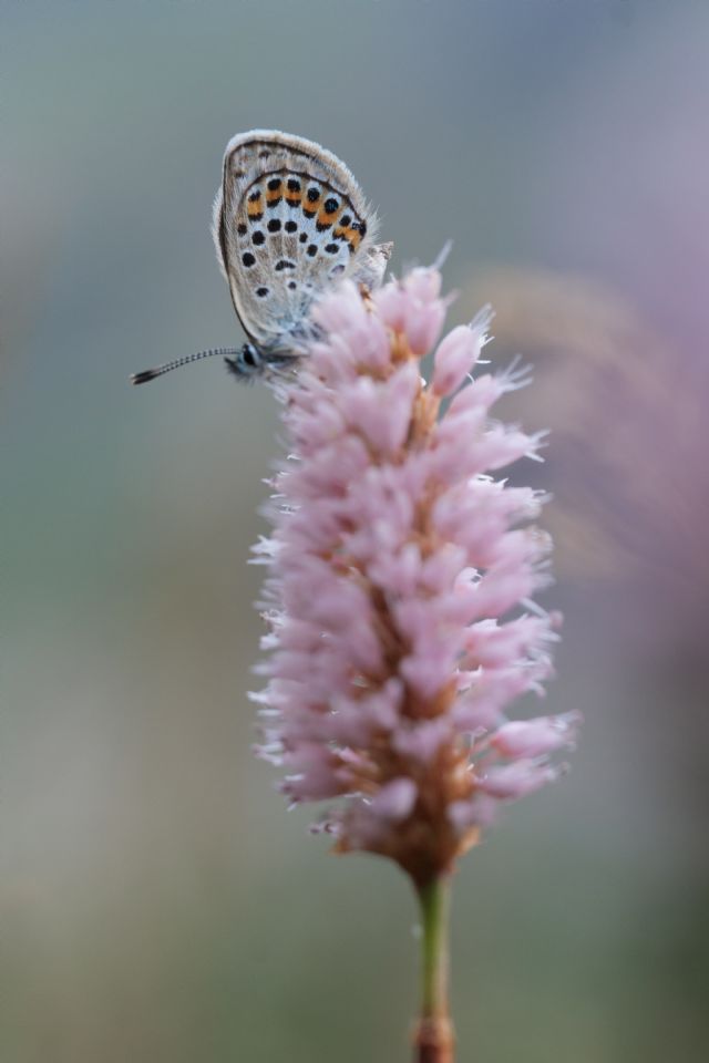 lycaenidae - identificazione